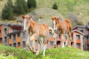 Foals on a summer pasture