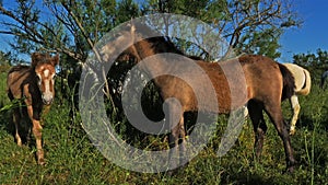 Foals. White Camargue horse, Camargue, France