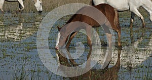 Foals. White Camargue horse, Camargue, France