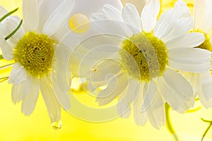 Foam for a bath with camomile