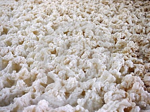 Foam of a beer fermenting