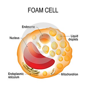 Foam cell. Cell structure