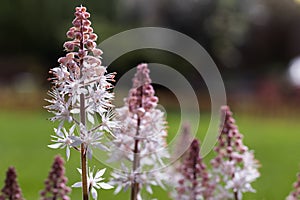 Foam flowers, Tiarella cordifolia photo