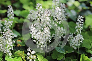 Foam flowers. Tiarella cordifolia in spring garden. photo