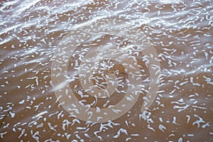 The foam at the parana river in Itaipu dam photo