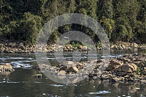 Foam of pollution on the Tiete River