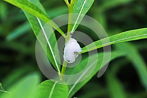 Foam produced by spittlebugs on a plant