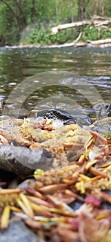 Foam in a riverbank and petals