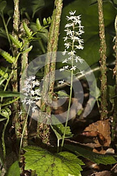 Foamflower blooming in the woods at Northwest Park, Windsor, Con photo