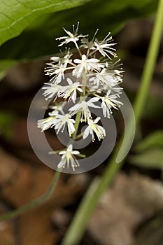 Foamflower blooming in the woods at Northwest Park, Windsor, Con photo