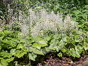 Foamflower Tiarella cordifolia Brandywine in full flower photo