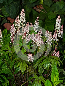 Foamflower or saxifragaceae in a garden. photo