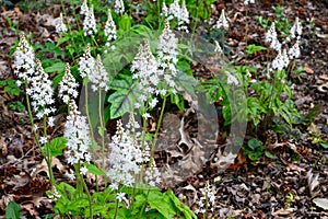 Foamflower photo