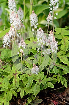 Foamflower (Tiarella) in Bloom photo