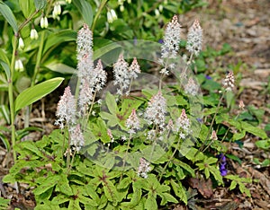 Foamflower (Tiarella) in Bloom photo