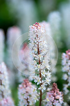 Foamflower tiarella cordifolia