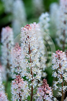 Foamflower tiarella cordifolia