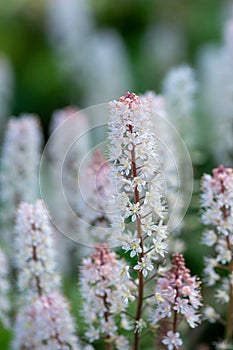 Foamflower tiarella cordifolia photo