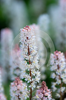 Foamflower tiarella cordifolia photo