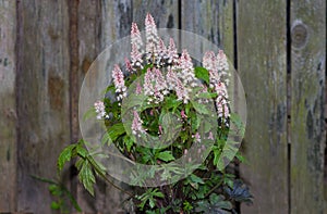 Foamflower or Tiarella with white blossoms. photo