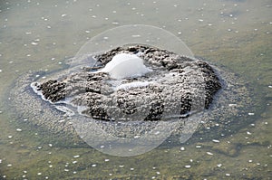 Foaming Stromatolite