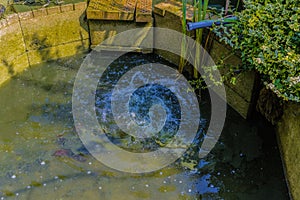 Splish splash in the garden pond