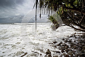 Foamy and rocky coastline in Alexandra Headland Beach with a palm tree in the foreground