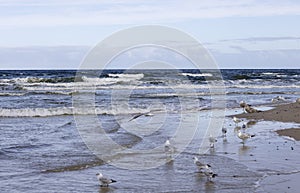 Foamy water of the Baltic Sea, sea gulls walking on the sand, Island Wolin, Miedzyzdroje, Poland