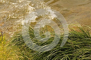 Foamy wavy river with stones at the bottom in the water and green reed grasses on the bank on summer day in Kaunas, Lithuania