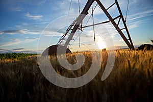 Focal ears of ripe wheat at sunset. Above is an irrigation system and next to it is a corn field