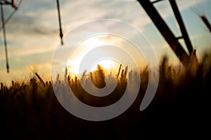 Focal ears of ripe wheat at sunset. Above the wheat is an irrigation system, and the wheat is ripe and ready for harvest