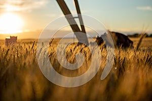 Focal ears of ripe wheat at sunset. Above the wheat is an irrigation system, and the wheat is ripe and ready for harvest