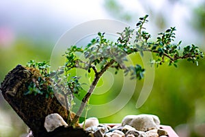 A Captivating Serenity: A Miniature Tree Thriving in a Delicate Plant Pot photo