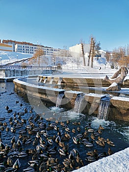 Fock of ducks swims in pond. Beautiful winter landscape