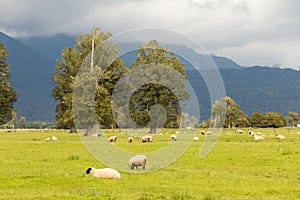 Fock of Sheep grazing with mountain background