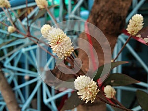 Focus on Alternanthera brasiliana, Calico plant, blossom flowers