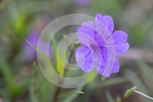 Focus the beautiful of Purple Ruellia simplex flower