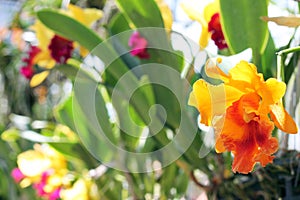 Focus on big orchid flower in greenhouse