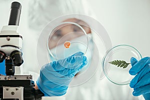 Focus of biochemist holding petri dishes with green leaf and biomaterial near microscope