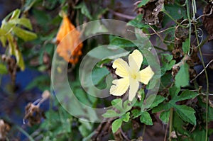 Focus bitter gourd flower is blooming.