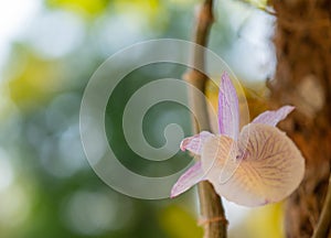 Focus blooming orchid on natural abstract background with green bokeh defocused lights, the blossom have white and purple