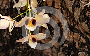 Focus blooming orchid on Tree background, the blossom have white ,purple and yellow interweave