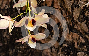 Focus blooming orchid on Tree background, the blossom have white ,purple and yellow interweave photo