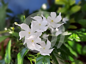 Blossom Crepe Jasmine, Pinwheel Jasmine flowers, blurred green garden background