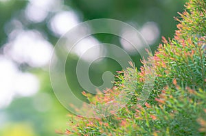 Focus and blurred photo of green and red color Honey Myrtle Melaleuca linariifolia â€˜Claret Topsâ€™ leaves with the background