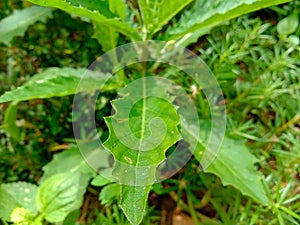 Focus on the bones of leaves that can withstand leaves