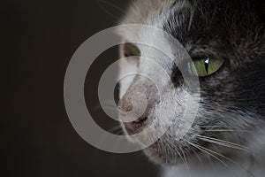 Focus cat eyes macro