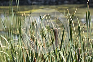 In focus cattail foreground with an out of focus pond water scummy background