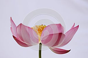 Focus on the Center of the Lotus