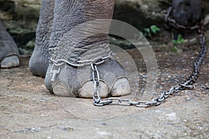 Focus on chained adult elephant